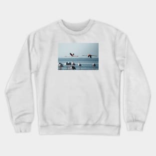 Greater Flamingos Crewneck Sweatshirt